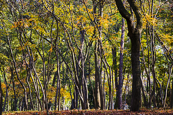 포토 JPG 해외이미지 주간 나무 식물 계절 공원 여행 백그라운드 잎 오렌지 자연 벽지 사람없음 야외 빨간색 초록색 빛 컬러풀 햇빛 태양 뷰티 갈색 노란색 환경 정원 나뭇가지 황금 숲 땅 내추럴 조지아 해외포토 자연요소 공공시설 컬러 과일 생태계 동유럽 파일형식 이미지허브