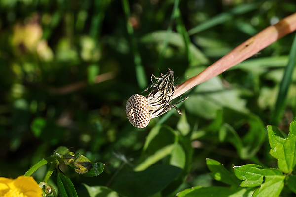 포토 JPG 해외이미지 식물 디자인 꽃 줄기 백그라운드 꽃무늬 자연 씨앗 사람없음 초록색 여름 빛 머리 침묵 봄 들꽃 자유 성장 벚꽃 흰색 자녀 신선 민들레 불기 생물학 장면 부드러움 솜털 내추럴 취급주의 타격 해외포토 계절 교육 컬러 컨셉 무늬 모션 경고 신체부위 소리 감각 생태계 파일형식 이미지허브