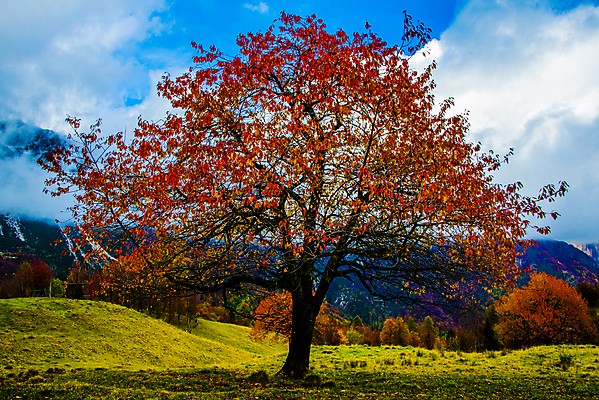 포토 JPG 해외이미지 나무 식물 구름 계절 유럽 길 잎 오렌지 풍경 사람없음 야외 목재 파란색 빛 노란색 환경 화목 침묵 이탈리아 산책 등산 꿈 하이킹 가을 숲 신비 11월 알프스 조경 마법 방법 생태학 해외포토 자연요소 교육 나라 컬러 컨셉 과일 재료 레저 휴식 소리 트래킹 날짜 파일형식 이미지허브