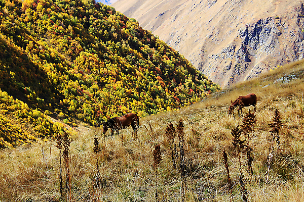 포토 JPG 해외이미지 동물 디자인 실루엣 스포츠 포즈 백그라운드 일러스트 포유류 자연 사람없음 반려동물 달리기 뷰티 농장 갈색 머리 검은색 힘 경쟁 자유 흰색 승마 도박 군중 심볼 속도 갈기 고립 라이더 조지아 해외일러스트 컬러 컨셉 농업 모션 촬영기법 사람 신체부위 생태계 동유럽 파일형식 이미지허브