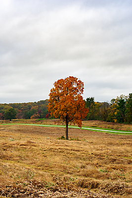 포토 JPG 해외이미지 나무 식물 1 계절 공원 백그라운드 잎 밭 오렌지 자연 하늘 사람없음 야외 초록색 파란색 빛 컬러풀 햇빛 노란색 평화 맑음 침묵 일몰 나뭇가지 시골 황금 고독 언덕 싱글 강렬 생태학 해외포토 공공시설 교육 감정 컬러 컨셉 농업 과일 날씨 태양 노을 소리 생태계 파일형식 이미지허브