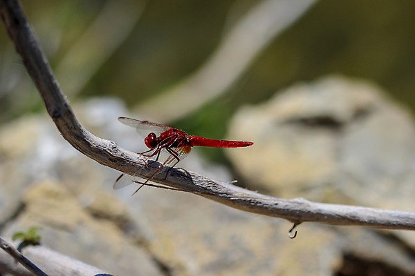 포토 JPG 해외이미지 동물 유럽 곤충 날개 자연 풍경 사람없음 빨간색 물 뷰티 용 연못 닫기 잠자리 그리스 해외포토 자연요소 나라 컬러 모션 생태계 파일형식 이미지허브