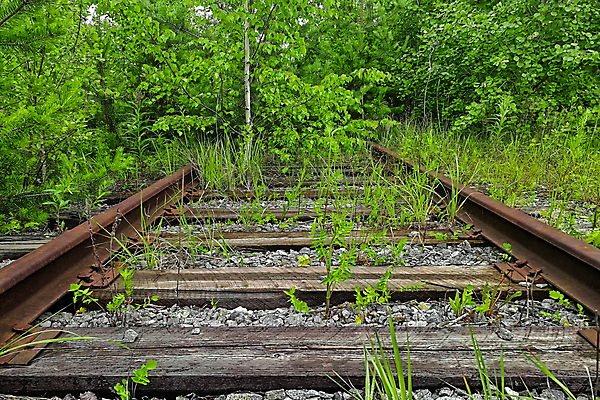 포토 JPG 해외이미지 나무 산업 도로 길 선 여행 백그라운드 잎 곡선 교통시설 자연 하늘 사람없음 야외 목재 초록색 빛 금속 기차 수확 역 숲 방향 철 장면 방법 선로 옛날 철강 수평선 해외포토 식물 육상교통 컬러 교통 농업 재료 재질 대중교통 시설 생태계 파일형식 이미지허브
