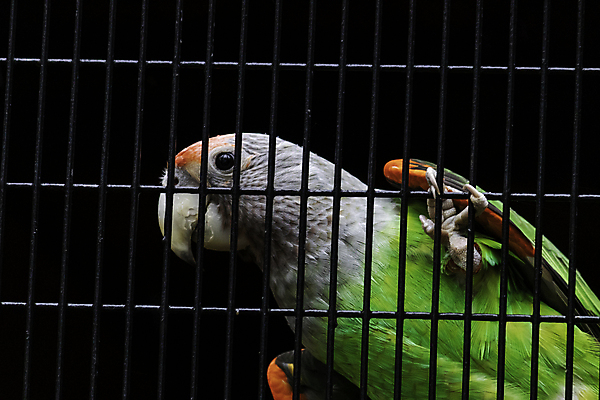 포토 JPG 해외이미지 동물 응시 남자 야생동물 오렌지 자연 놀이 조류 검은배경 생물 동물원 대화 서기 앉기 사람없음 빨간색 초록색 반려동물 컬러풀 뷰티 노란색 정원 회색 집중 깃털 부리 앵무새 새장 노려봄 고립 이국적 해외포토 멸종위기종 시선 컬러 백그라운드 컨셉 과일 모션 표정 말하기 사람 검은색 생태계 케이지 파일형식 이미지허브