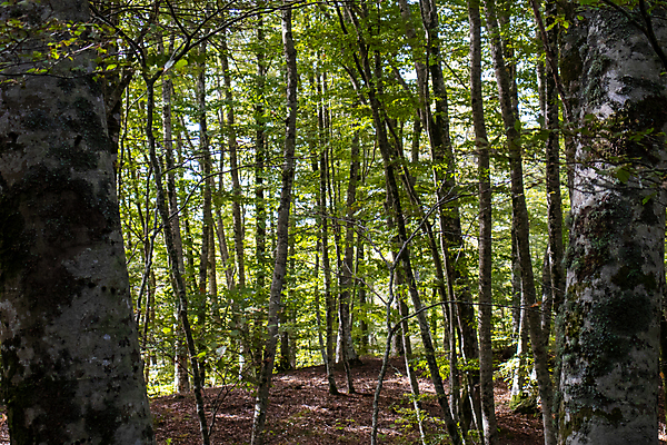 포토 JPG 해외이미지 나무 식물 계절 공원 백그라운드 잎 자연 하늘 아침 산 이끼 풍경 사람없음 목재 초록색 여름 빛 햇빛 태양 일출 환경 맑음 일몰 봄 새벽 성장 시골 황무지 숲 큼 내추럴 굴곡 방법 해외포토 주간 자연요소 공공시설 컬러 재료 날씨 노을 크기 생태계 파일형식 이미지허브