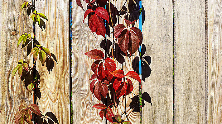 포토 JPG 해외이미지 어린이 백그라운드 컨셉 패턴 곡선 창문 자연 탁자 표면 추상 새로움 바닥 프레임 서기 웃음 사람없음 목재 장식 울타리 갈색 어둠 골동품 시골 판넬 매끈함 자르기 질감 복고 엽서 잡동사니 옛날 프로젝트 해외포토 나무 선 컬러 가구 무늬 재료 모션 표정 사람 담장 감각 편지 생태계 파일형식 이미지허브