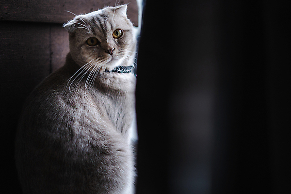 포토 JPG 해외이미지 동물 백그라운드 2 가족 휴식 새로움 주택 함께함 사랑 사람없음 친구 반려동물 고양이 스패니얼 침대 아기 신생아 잠 황금 개 리트리버 달콤 강아지 정상 담요 낮잠 귀 부드러움 생강 송곳니 거짓말 기르기 해외포토 감정 가구 컨셉 채소 포유류 관계 사람 건물 신체부위 감각 맛 치아 돌봄 파일형식 이미지허브