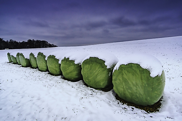 포토 JPG 해외이미지 나무 식물 구름 계절 음식 겨울 밭 농업 포장 자연 하늘 건조 풍경 사람없음 야외 가로 초록색 농장 농경지 쌓기 얼음 추위 수확 흰색 시골 신선 원형 건초더미 볏짚 플라스틱 땅 서리 롤 패키지 뭉치 밀짚 내추럴 밭일 눈내림 해외포토 자연요소 도형 산업 컬러 모션 재질 눈_날씨 건초 짚 생태계 파일형식 더미 이미지허브
