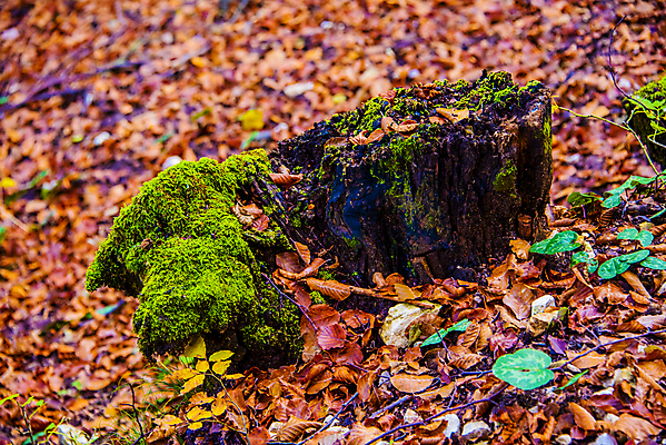포토 JPG 해외이미지 나무 식물 공원 유럽 지구 백그라운드 잎 자연 표면 그림자 이끼 풍경 사람없음 야외 목재 초록색 갈색 환경 정원 젖음 다양 수확 성장 바위 신선 황무지 닫기 숲 질감 뿌리 공상 내추럴 기생충 고립 땅바닥 옛날 해외포토 공공시설 나라 컬러 다수 농업 재료 모션 바닥 돌_바위 바이러스 생태계 파일형식 이미지허브