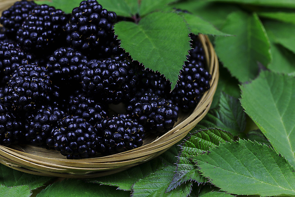 포토 JPG 해외이미지 식물 계절 열매 음식 잎 다이어트 과일 재료 자연 디저트 건강 사람없음 가로 초록색 물 여름 바구니 정원 검은색 주스 젖음 신선 그룹 달콤 맛 먹기 묘사 오브젝트 유기농 날것 슛 블랙베리 내추럴 숙성 채식주의자 해외포토 자연요소 웰빙 음료 컬러 컨셉 모션 생태계 채식 파일형식 이미지허브