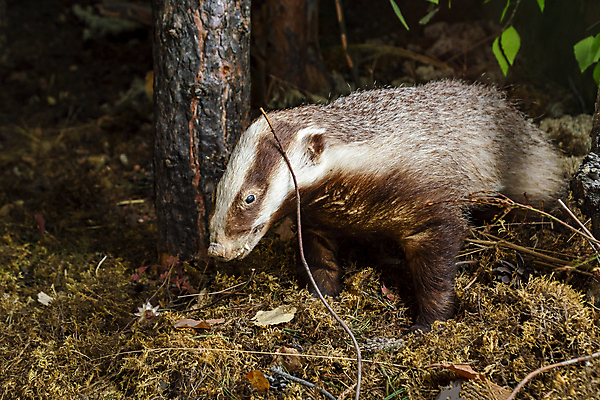 포토 JPG 해외이미지 동물 1 야생동물 포유류 자연 털 이끼 사람없음 초록색 물 걷기 맑음 검은색 식사 봄 줄무늬 회색 흰색 개울 황무지 숲 먹이 수줍음 육식동물 주둥이 턱 내추럴 폭식 동물상 소셜 시베리아 집게발 포식 해외포토 자연요소 계절 감정 컬러 무늬 모션 날씨 강 조형물 생태계 파일형식 이미지허브