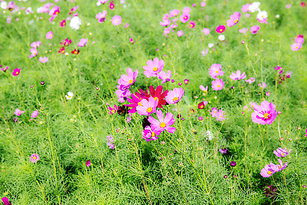 포토 JPG 해외이미지 식물 공원 꽃 분홍색 백그라운드 겨울 꽃무늬 밭 자연 하늘 사람없음 야외 빨간색 초록색 컬러풀 햇빛 뷰티 노란색 환경 정원 보라색 봄 수확 벚꽃 흰색 신선 개화 소프트포커스 묘사 원예 복고 내추럴 블러 파스텔톤 해외포토 계절 공공시설 컬러 무늬 농업 촬영기법 취미 태양 생태계 파일형식 이미지허브