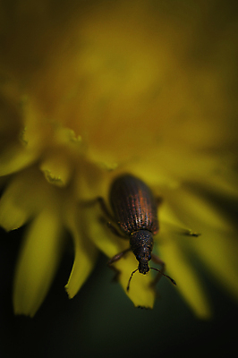 포토 JPG 해외이미지 식물 동물 1 꽃 야생동물 곤충 백그라운드 자연 사람없음 야외 세로 갈색 노란색 머리 봄 닫기 확대 작음 민들레 딱정벌레 묘사 싱글 코 생물학 내추럴 생태학 해외포토 계절 교육 컬러 모션 신체부위 크기 생태계 파일형식 이미지허브