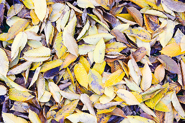 포토 JPG 해외이미지 백그라운드 잎 사람없음 가을 자연백그라운드 해외포토 식물 계절 자연 파일형식 이미지허브