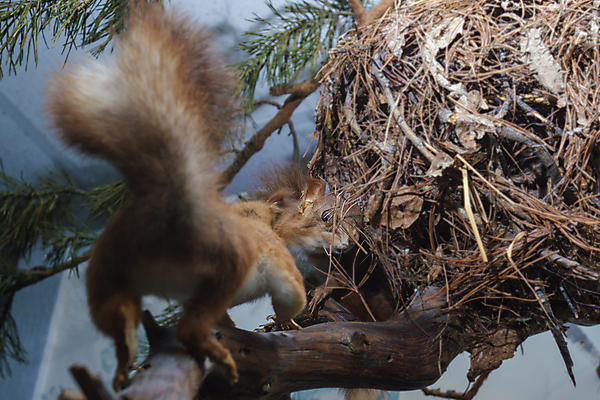 포토 JPG 해외이미지 나무 동물 1 공원 야생동물 음식 포유류 자연 아침 털 씨앗 앉기 사람없음 야외 빨간색 초록색 뷰티 갈색 검은색 봄 회색 견과류 나뭇가지 닫기 설치류 숲 작음 모피 먹기 배고픔 꼬리 다람쥐 솜털 서식지 8월 내추럴 해외포토 주간 식물 계절 공공시설 컬러 모션 날짜 크기 생태계 파일형식 이미지허브
