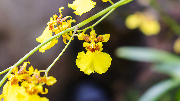 포토 JPG 해외이미지 나무 식물 계절 공원 꽃 백그라운드 단풍 잎 오렌지 자연 하늘 추상 사람없음 야외 빨간색 초록색 파란색 태양 노란색 정원 댄서 벚꽃 가을 난초 숲 블러 해외포토 자연요소 직업 공공시설 컬러 무늬 과일 생태계 파일형식 이미지허브