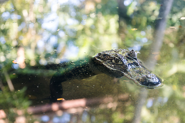 포토 JPG 해외이미지 동물 1 응시 호수 파충류 아프리카 태국 자연 표면 생물 저울 양서류 사람없음 야외 물 강 머리 수영 젖음 입 기다림 위험 피부 묘사 육식동물 악어 사냥꾼 서식지 노려봄 감탄 동물상 소름 플로리다 해외포토 자연요소 직업 시선 감정 나라 아시아 컨셉 모션 표정 신체부위 조형물 미국 수상스포츠 생태계 파일형식 이미지허브