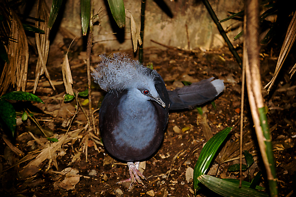 포토 JPG 해외이미지 공원 유럽 야생동물 자연 조류 영국 잉글랜드 동물원 서기 사람없음 야외 빨간색 물 노란색 걷기 검은색 어둠 야간 깃털 부리 계산서 땅바닥 해외포토 자연요소 동물 공공시설 나라 컬러 모션 바닥 생태계 파일형식 이미지허브