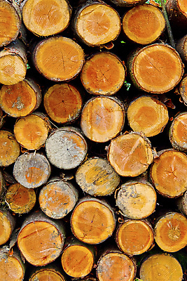 포토 JPG 해외이미지 나무 공원 유럽 자연 사람없음 목재 스페인 보호 숲 내추럴 삼림지대 생태학 해외포토 식물 공공시설 교육 나라 컨셉 재료 생태계 파일형식 이미지허브