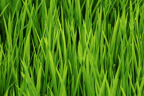 포토 JPG 해외이미지 식물 백그라운드 잎 농업 자연 밥 아침 추상 동양인 사람없음 야외 초록색 농작물 햇빛 농경지 새싹 환경 정원 성장 물방울 시골 신선 닫기 낟알 빗방울 묘사 유기농 내추럴 논밭 밭일 블러 해외포토 주간 웰빙 산업 음식 컬러 무늬 밭 모션 논 인종 태양 농장 비_날씨 생태계 파일형식 이미지허브