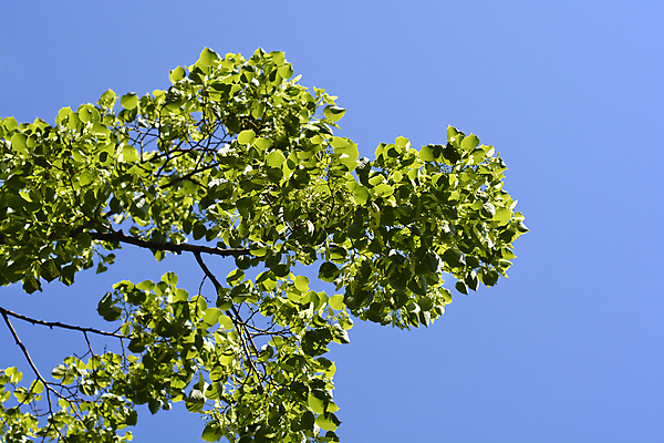 포토 JPG 해외이미지 나무 식물 잎 자연 하늘 사람없음 야외 초록색 파란색 봄 나뭇가지 닫기 해외포토 계절 컬러 모션 생태계 파일형식 이미지허브