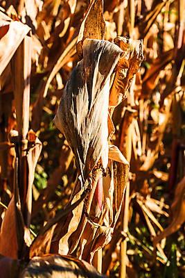 포토 JPG 해외이미지 식물 계절 산업 음식 줄기 백그라운드 잎 밭 농업 채소 자연 건조 옥수수 씨앗 사람없음 야외 농작물 농장 노란색 환경 수확 성장 시골 신선 낟알 시리얼 유기농 내추럴 밭일 숙성 세련 해외포토 웰빙 컬러 곡류 생태계 파일형식 이미지허브