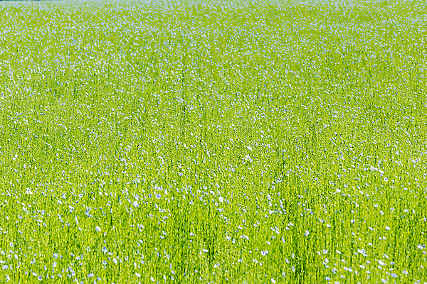 포토 JPG 해외이미지 식물 꽃 백그라운드 밭 농업 자연 하늘 씨앗 잔디 사람없음 야외 초록색 파란색 농작물 농장 봄 성장 벚꽃 시골 신선 개화 시리얼 내추럴 밭일 아마 많음 해외포토 계절 산업 음식 컬러 컨셉 생태계 파일형식 이미지허브