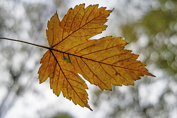 포토 JPG 해외이미지 나무 식물 계절 백그라운드 단풍 잎 패턴 오렌지 일러스트 자연 벽지 추상 프레임 건조 사람없음 장식 빨간색 초록색 컬러풀 갈색 노란색 활발 덮개 흰색 황금 숲 9월 11월 질감 자작나무 10월 내추럴 고립 해외포토 컬러 컨셉 무늬 과일 뚜껑 날짜 생태계 파일형식 이미지허브