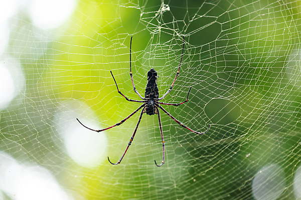 포토 JPG 해외이미지 동물 여자 곤충 절지류 종류 사람없음 빨간색 초록색 노란색 정원 검은색 웹 원형 그물 황금 실 위험 큼 먹이 무서움 실크 거미줄 관절 사냥 육식동물 거미 사냥꾼 거인 강렬 마다가스카르 생태학 악몽 이국적 오싹 해외포토 도형 직업 교육 감정 컬러 컨셉 인터넷 뼈 사람 직물 크기 파일형식 이미지허브