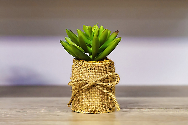 포토 JPG 해외이미지 식물 디자인 꽃 화초 커피 백그라운드 잎 가족 자연 유리 탁자 선인장 주택 병아리 취미 사람없음 목재 장식 초록색 세트 우주 주방 식당 정원 봄 카페 수확 성장 흰색 시골 신선 닫기 냄비 허브 원예 질감 DIY 내추럴 고립 스칸디나비아 심기 옛날 콘크리트 스타일 해외포토 나무 계절 음료 컬러 가구 농업 재료 관계 모션 재질 조류 건물 상점 솥 생태계 파일형식 이미지허브