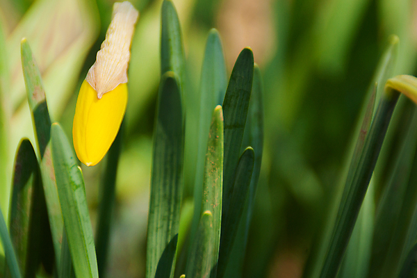 포토 JPG 해외이미지 식물 계절 공원 꽃잎 꽃 꽃다발 잎 꽃무늬 밭 사람없음 초록색 햇빛 태양 노란색 환경 정원 봄 활발 성장 벚꽃 흰색 신선 개화 다발 묘사 유기농 원예 보케 화단 수선화 내추럴 생태학 해외포토 자연요소 웰빙 공공시설 교육 컬러 컨셉 무늬 농업 취미 파일형식 이미지허브