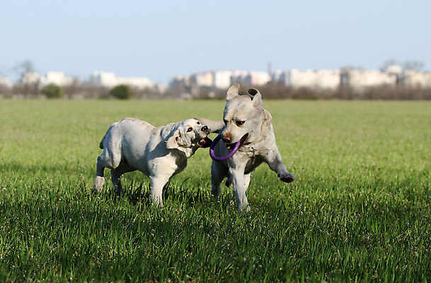 포토 JPG 해외이미지 응시 공원 행복 어린이 놀이 탁자 사람없음 반려동물 노란색 귀여움 기쁨 개 리트리버 달콤 강아지 래브라도리트리버 위치 창백 기르기 유래 해외포토 동물 시선 공공시설 감정 컬러 가구 컨셉 포유류 사람 맛 돌봄 파일형식 이미지허브
