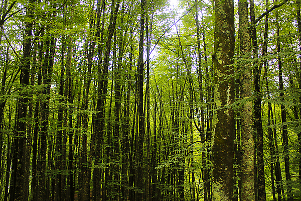 포토 JPG 해외이미지 식물 계절 여행 백그라운드 자연 벽지 하늘 산 파노라마 사람없음 야외 파란색 빛 컬러풀 햇빛 환경 계곡 트래킹 하이킹 언덕 즐거움 웅장함 절정 조지아 해외포토 감정 컬러 레저 촬영기법 태양 생태계 동유럽 파일형식 이미지허브