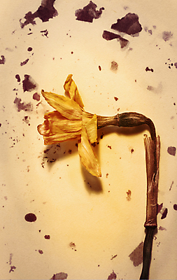 포토 JPG 해외이미지 스튜디오촬영 식물 계절 꽃잎 꽃 줄기 백그라운드 꽃무늬 오렌지 자연 실내 사람없음 컬러풀 노란색 죽음 꽃집 보케 수선화 정물화 카피스페이스 해외포토 컬러 무늬 과일 내부 상점 공백 그림 생태계 파일형식 이미지허브