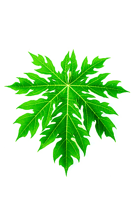 포토 JPG 해외이미지 나무 식물 디자인 외관 계절 벽 백그라운드 잎 꽃무늬 패턴 자연 벽지 탁자 표면 추상 바닥 프레임 사람없음 목재 장식 초록색 갈색 어둠 봄 공백 수확 소나무 판넬 얼룩 거친 널 낟알 책상 질감 내추럴 구식 그런지 수목 옛날 해외포토 꽃 컬러 가구 무늬 농업 재료 생태계 파일형식 이미지허브