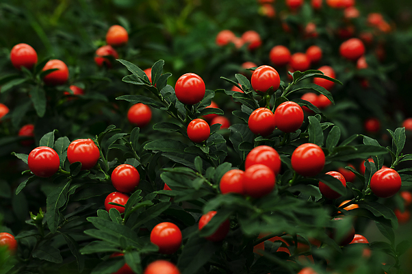 포토 JPG 해외이미지 나무 전통 디자인 열매 꽃 별 백그라운드 잎 크리스마스 겨울 공 자연 유리 새로움 새해 선물 미술 사람없음 장식 빨간색 초록색 빛 컬러풀 우주 축제 공백 장식볼 수확 흰색 축하 소나무 원형 12월 연도 심볼 오브젝트 상록수 고립 여의주 스타일 카피스페이스 해외포토 자연요소 도형 식물 계절 기념일 컬러 컨셉 농업 재질 문화예술 날짜 생태계 파일형식 이미지허브