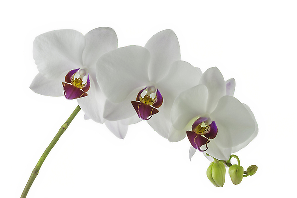 포토 JPG 해외이미지 식물 꽃잎 꽃 꽃무늬 자연 발렌타인데이 3 선물 사람없음 내부 장식 초록색 빛 정원 벚꽃 흰색 신선 개화 난초 닫기 묘사 내추럴 고립 해외포토 컬러 무늬 모션 데이이벤트 생태계 파일형식 이미지허브