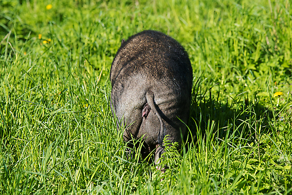 포토 JPG 해외이미지 동물 음식 농업 포유류 자연 돼지고기 사람없음 야외 반려동물 농장 머리 검은색 가축 시골 돼지 작음 큼 뿌리기 가득함 유기농 코 베트남 주둥이 멧돼지 내추럴 기르기 밭일 수유 못생김 해외포토 웰빙 산업 컬러 모션 육류 신체부위 동남아시아 크기 생태계 돌봄 파일형식 이미지허브