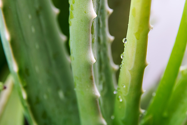 포토 JPG 해외이미지 식물 조각 백그라운드 잎 자연 선인장 주택 실내 건강 사람없음 치료 초록색 물 빛 뷰티 약 정원 스파 화장품 젖음 성장 흰색 물방울 신선 가시 닫기 떨어짐 약초 묘사 피부관리 고립 돌봄 알로에 해외포토 자연요소 컬러 컨셉 의학 모션 내부 건물 풀_식물 생태계 파일형식 이미지허브