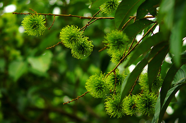 포토 JPG 해외이미지 나무 과일 태국 사람없음 해외포토 식물 아시아 파일형식 이미지허브
