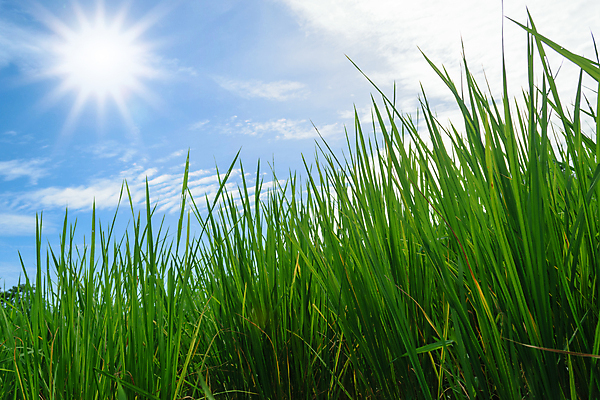 포토 JPG 해외이미지 계절 여행 밭 자연 하늘 아침 파노라마 사람없음 야외 초록색 파란색 컬러풀 햇빛 태양 뷰티 농장 일출 맑음 일몰 봄 성장 시골 신선 개울 숲 통나무 장면 옛날 해외포토 주간 자연요소 나무 컬러 농업 날씨 촬영기법 강 노을 생태계 파일형식 이미지허브