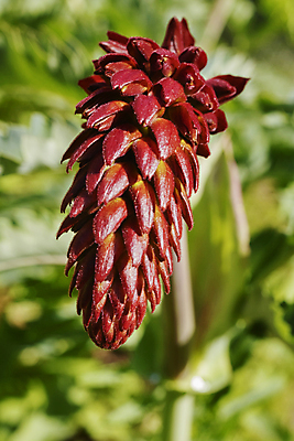 포토 JPG 해외이미지 식물 계절 꽃 줄기 백그라운드 잎 꽃무늬 자연 사람없음 야외 초록색 정원 맑음 봄 성장 벚꽃 신선 닫기 관목 상록수 스파이크 내추럴 고립 해외포토 나무 컬러 무늬 모션 날씨 생태계 파일형식 이미지허브