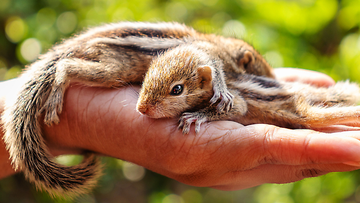 포토 JPG 해외이미지 동물 척추동물 커플 응시 야생동물 포유류 자연 벽지 생물 수염 털 앉기 사람없음 야외 목재 초록색 여름 뷰티 갈색 성장 가을 나뭇가지 아기 황무지 설치류 작음 모피 호기심 꼬리 다람쥐 통나무 솜털 서식지 내추럴 해외포토 나무 시선 계절 감정 컬러 컨셉 재료 관계 모션 사람 크기 생태계 파일형식 이미지허브
