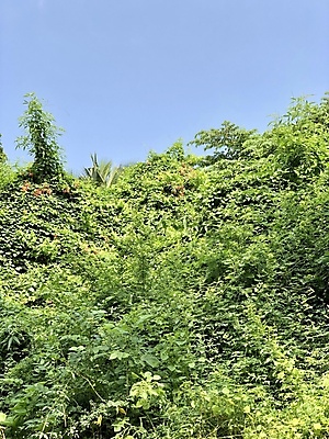 포토 JPG 해외이미지 나무 식물 디자인 계절 공원 선 과학 백그라운드 잎 자연 하늘 프레임 미술 풍경 사람없음 야외 목재 초록색 여름 파란색 환경 봄 성장 소나무 숲 열대우림 생물학 전나무 해외포토 공공시설 교육 컬러 재료 문화예술 생태계 파일형식 이미지허브