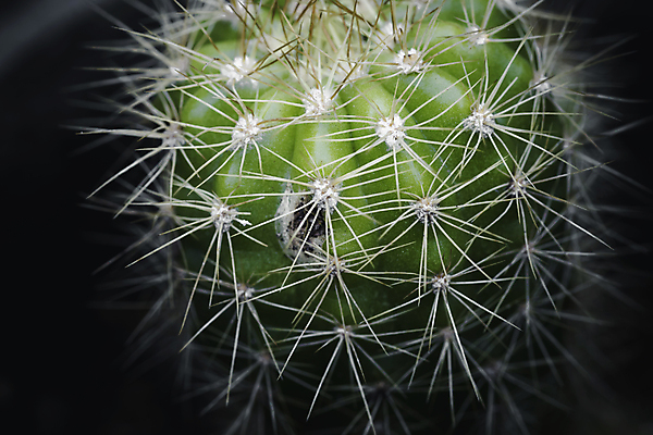 포토 JPG 해외이미지 식물 디자인 꽃 화초 클리핑패스 백그라운드 자연 선인장 주택 아이디어 나선형 사람없음 내부 장식 초록색 여름 정원 사진촬영 사막 성장 신선 못 가시 위험 큼 묘사 원예 식물원 날카로움 내추럴 심기 알로에 이국적 미니멀리스트 해외포토 계절 컬러 컨셉 무늬 모션 취미 건물 촬영 공구 크기 생태계 파일형식 이미지허브