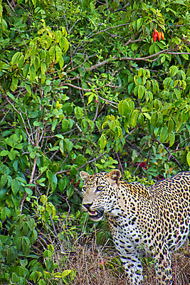 포토 JPG 해외이미지 주간 한마리 응시 열매 야생동물 자연 사람없음 야외 나뭇가지 맹수 풀숲 표범 스리랑카 해외포토 자연요소 나무 식물 동물 1 시선 아시아 포유류 숲 생태계 파일형식 이미지허브