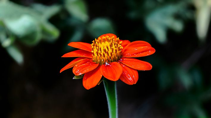 포토 JPG 해외이미지 식물 계절 꽃잎 꽃 밭 오렌지 자연 사람없음 야외 초록색 뷰티 정원 봄 벚꽃 물방울 신선 개화 이슬 작음 묘사 데이지 꽃가루 꿀 캐모마일 해외포토 컬러 농업 과일 크기 가루 허브 생태계 파일형식 이미지허브