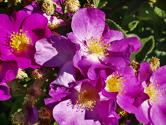 포토 JPG 해외이미지 식물 계절 꽃잎 꽃 줄기 분홍색 꽃무늬 패턴 부분 자연 표면 사랑 사람없음 야외 장식 빛 햇빛 장미 정원 맑음 활발 축하 신선 향수 묘사 질감 내추럴 고립 꽃수술 몽환 해외포토 감정 컬러 컨셉 무늬 날씨 태양 화장품 생태계 파일형식 이미지허브