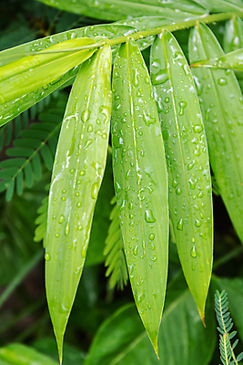 포토 JPG 해외이미지 식물 디자인 계절 백그라운드 잎 패턴 자연 표면 날씨 추상 사람없음 야외 초록색 물 빛 환경 정원 봄 젖음 성장 물방울 신선 액체 떨어짐 이슬 시원함 빗방울 묘사 질감 내추럴 해외포토 자연요소 컬러 컨셉 무늬 비_날씨 생태계 파일형식 이미지허브