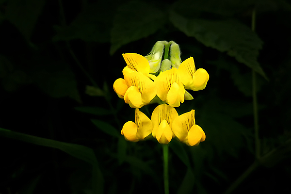 포토 JPG 해외이미지 나무 식물 꽃 파도 분홍색 백그라운드 컨셉 잎 꽃무늬 자연 동화 휴식 사람없음 초록색 물 파란색 빛 뷰티 노란색 평화 정원 보라색 꿈 흰색 신선 개화 닫기 신비 기적 원예 스파이크 내추럴 서쪽 이국적 특별함 해외포토 자연요소 바다 컬러 무늬 모션 취미 방향 생태계 파일형식 이미지허브
